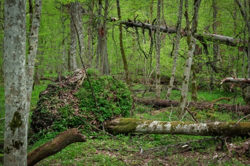 Frederic-Demeuse-WALD Photography-2